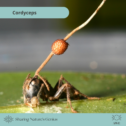 Cordyceps Fungus Turns Ants Into Zombies