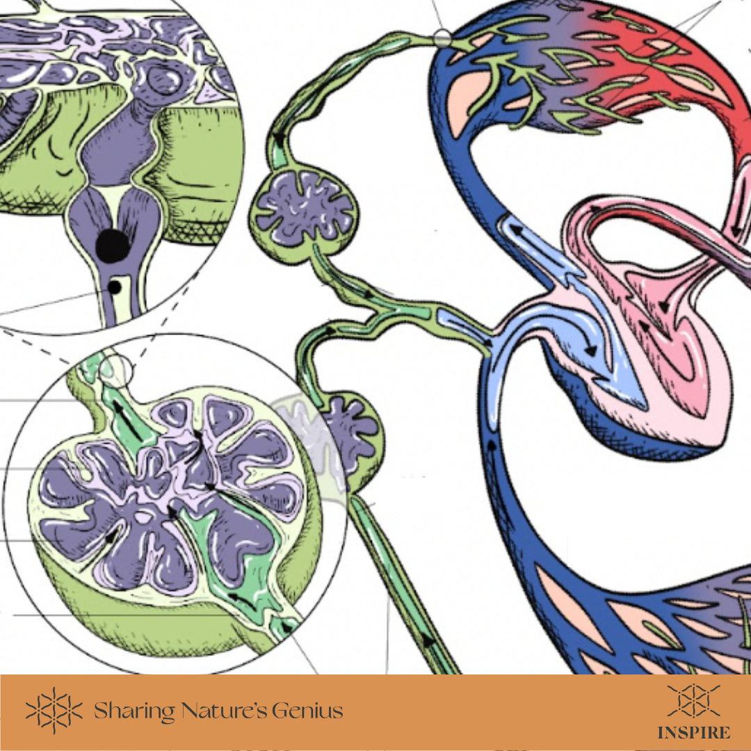 Low-Energy Circulating, Filtering, and One-Way Fluid Flow.