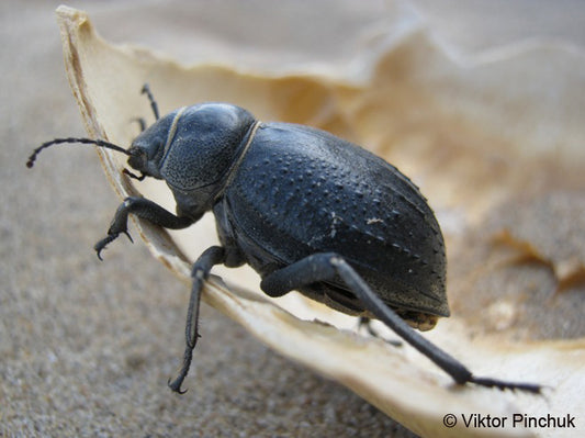 Fog Harvesting by the Bumpy Back of a Humble Beetle