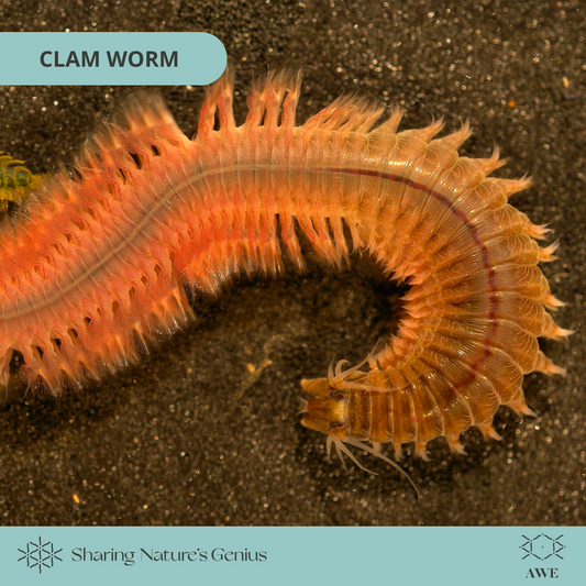 Clam worms synchronize swarms