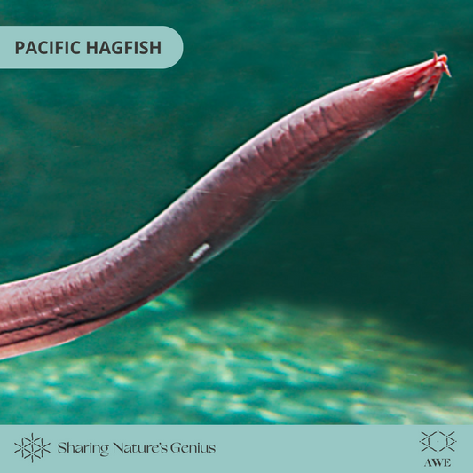 Hagfish Slime - It's a Trap