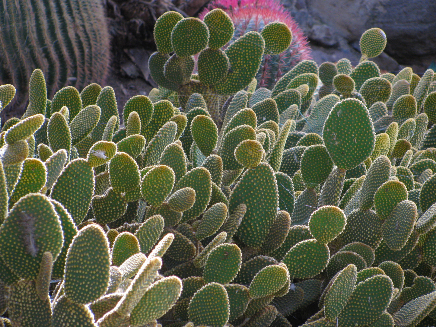 Captures Water from Fog in the Desert