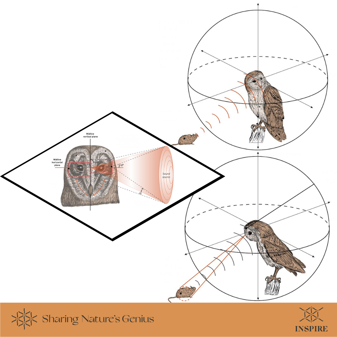 Unique Asymmetrical Features that Create a Sound Map