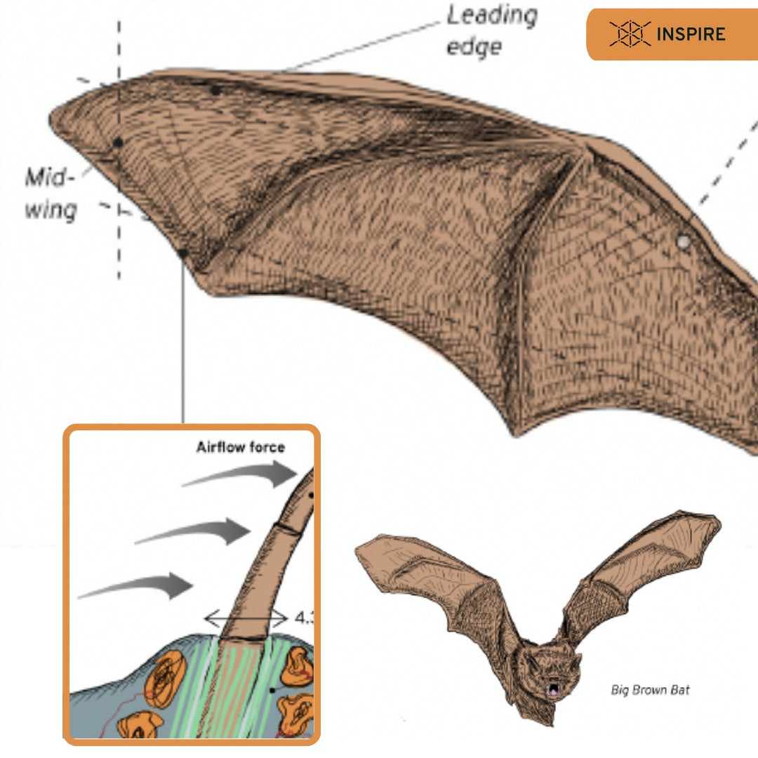 The Acrobatic Bat and Its Sensing Hairs