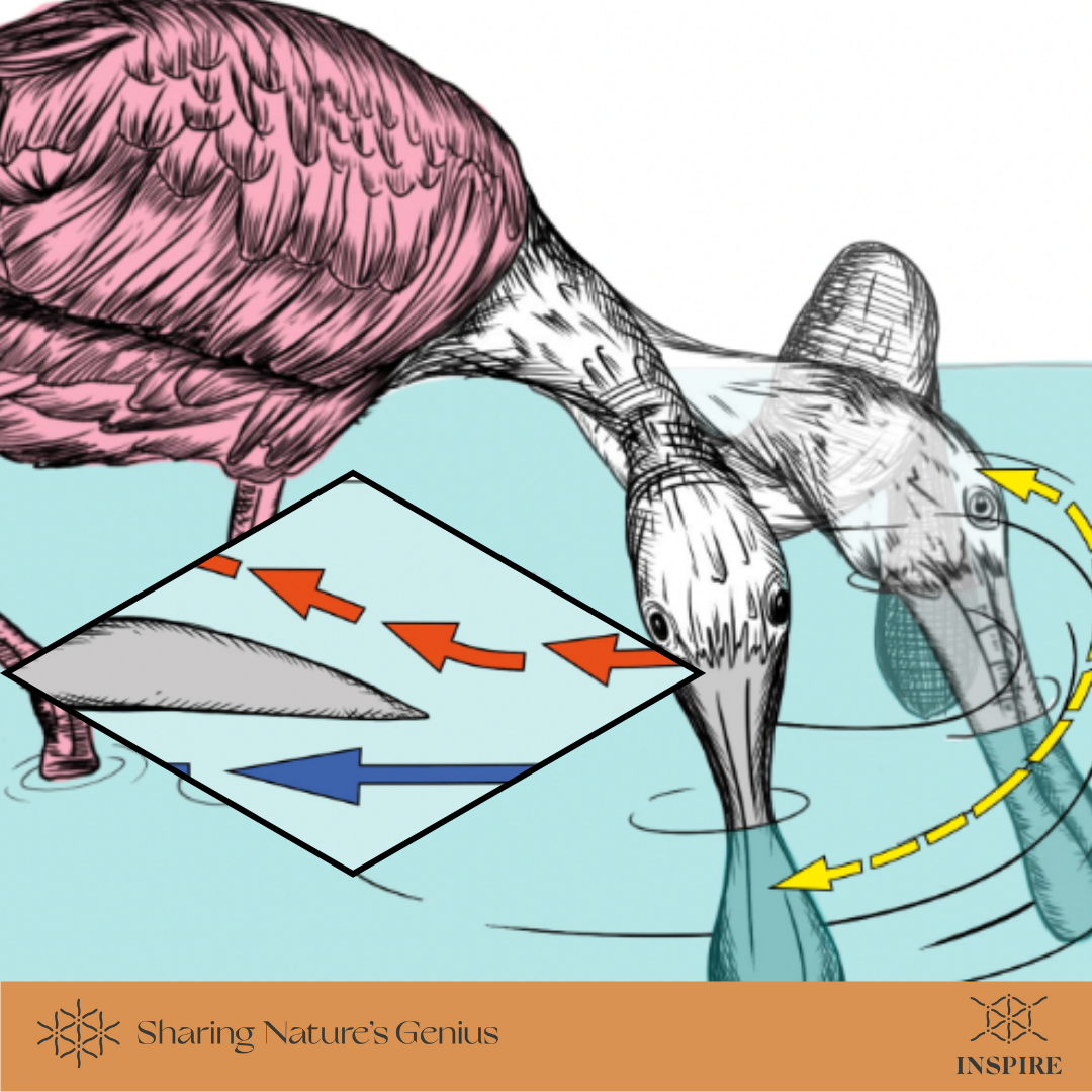 Voritices Creating Suction via Sweeping