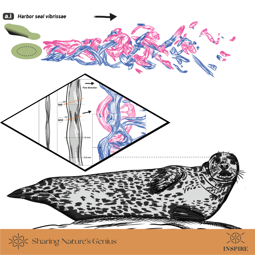 Ultra-sensitive Whiskers Inspire Hydrodynamic Surface