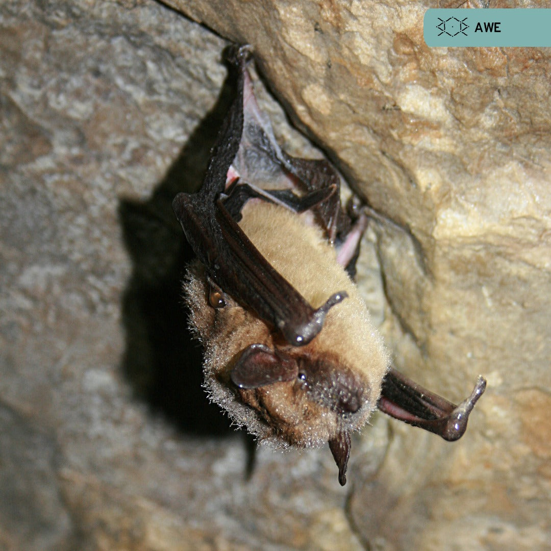 The Acrobatic Bat and Its Sensing Hairs