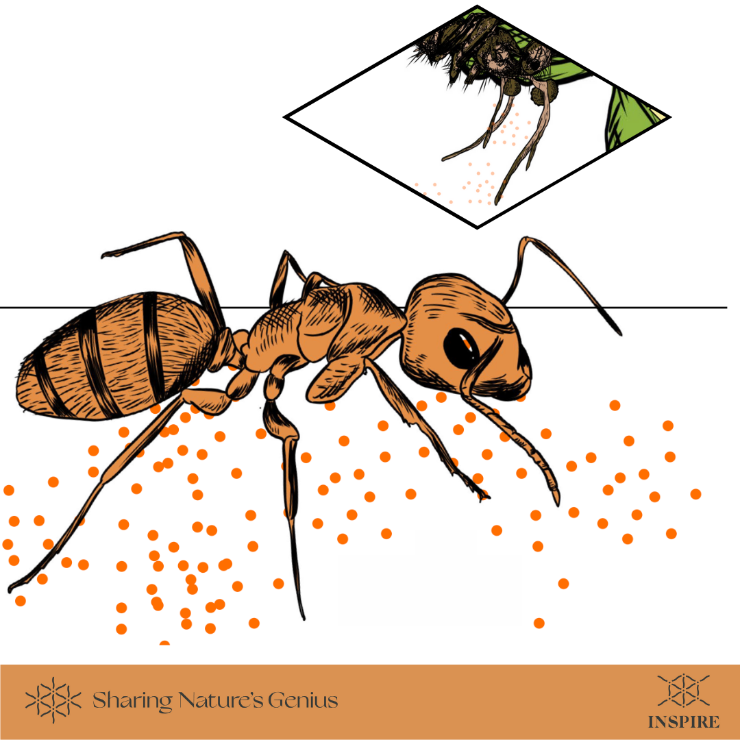 Cordyceps Fungus Turns Ants Into Zombies