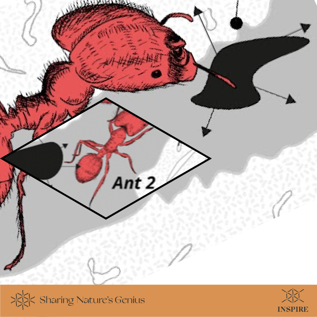 Optimize Time and Distance via Errors in Pheromone Sensing