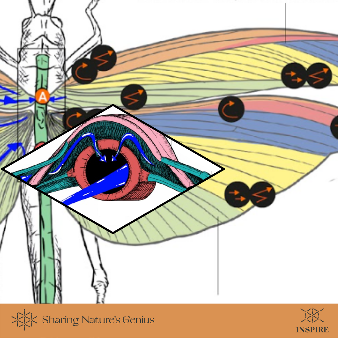 Diverse and Specialized Liquid Flow Strategies in its Wings.