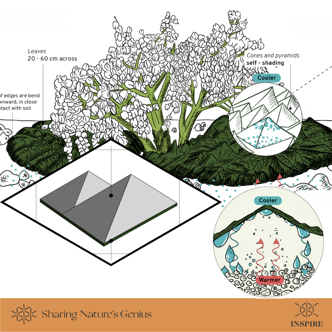 Self-Cooling and Moisture Trapping Structures