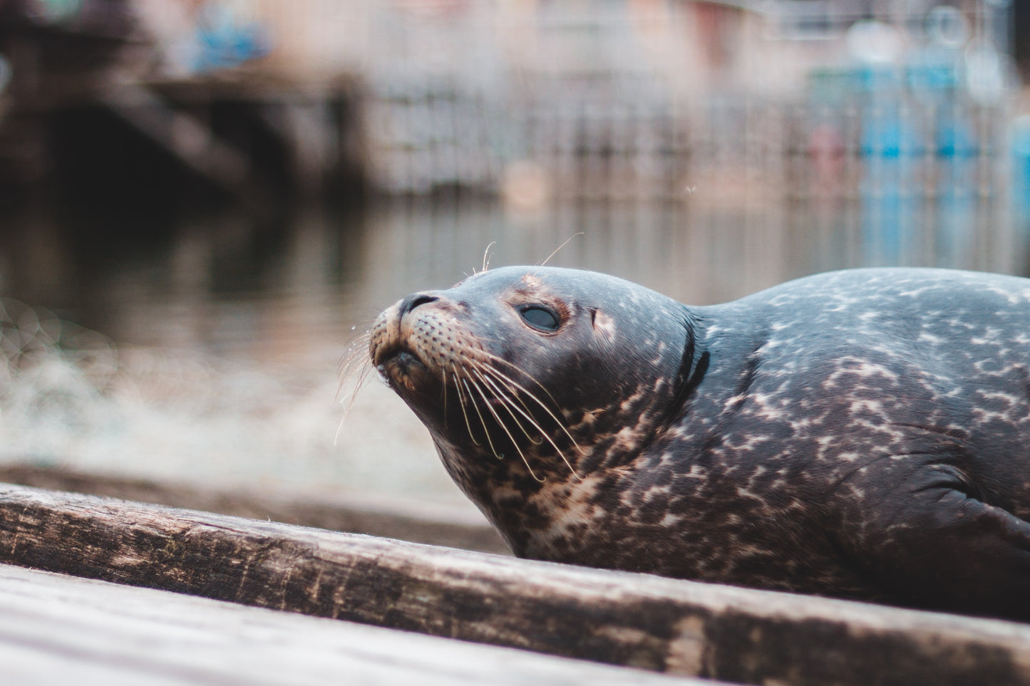 Ultra-sensitive Whiskers Inspire Hydrodynamic Surface