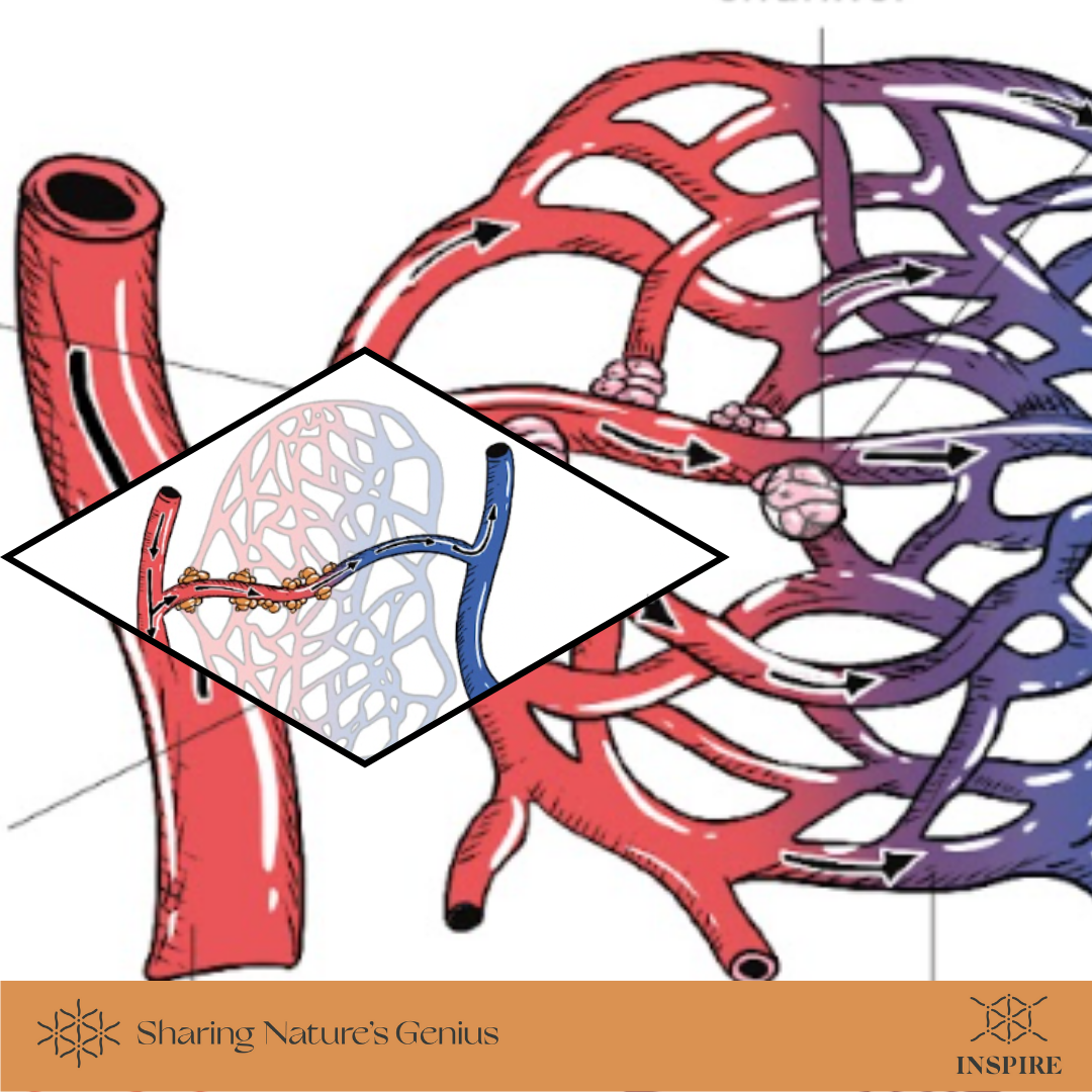 Fluid Flow Management and Pressure Regulation